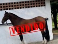 VENDIDA