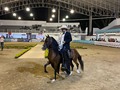 Categoría: CAMPEONATO TROCHA PURA - JOVEN MACHO🐎   Gran Campeón: Simbalo de Cedrito 🐎  Primer puesto: Sueño Anhelado de la Silvana 🐎  Segundo puesto: Aerosol de la Sagrada Familia de Nazareth 🐎  Tercer puesto: Messi Forever 🐎  Cuarto puesto: Sultán 🐎  Quinto puesto: Satán de ensueño 🐎  Gracias a los participantes por presentarse 🐎🤩  Esto continuaaa 🤩  #caballo #caballista #caballistasdecorazon #colombia #tulua #valledelcauca #equinos #caballocolombiano #criaderos #festival #campeonato