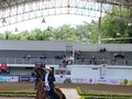 Categoría: TROCHA Y GALOPE - MACHOS MAYORES 78 meses 🐎  ⭐️ Primer puesto: Cariño de la Marina.  ⭐️ Segundo puesto: Ciclón de Cafari.  Gracias a todos los participantes por asistir 🐎   Continuaremos con trocha y Galope y Trote y Galope!🌟 . . #troteygalopecombiano #colombiano #horses #caballo #cavalo #pasofinocolombiano #virales #pasofinohorse #pasofino #trochapura #troteygalope #trachaygalope #fedequinas #colombia #competencia #horseshow #horsesofistagram #colombiaequina #caballo_criollo_colombiano #calicolombia #caballosantioquia #caballoscundinamarca #cabalgatascolombia #cabalga