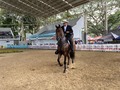 Categoría: TROTE Y GALOPE - MACHOS CASTRADOS 🐎  ⭐️ MEJOR CASTRADO: Pocholo de Cafari.   ⭐️ Primero puesto: Astro Rey del Ensueño.   ⭐️ Segundo puesto: Orion de la Chapala.   Gracias a todos los participantes por asistir 🐎   Continuaremos con trocha y Galope y Trote y Galope!🌟 . . #troteygalopecombiano #colombiano #horses #caballo #cavalo #pasofinocolombiano #virales #pasofinohorse #pasofino #trochapura #troteygalope #trachaygalope #fedequinas #colombia #competencia #horseshow #horsesofistagram #colombiaequina #caballo_criollo_colombiano #calicolombia #caballosantioquia #caballoscundinamarca #cabalgatascolombia #cabalga