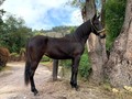 VENDO HIJA DE QUITASUEÑO DE LA SOJA ❌ RESPLANDOR DE MONTANA 13 MESES DE EDAD MIDE MAS DE 134 GRANDE LINDA BIEN CAMINADA . . 🚚FACILITAMOS TRANSPORTE 🚚 ✅EL PORTAL DE LOS MEJORES✅ . 📞 INFOWHATSAPP 3185400961📱 . #troteygalopecombiano #colombiano #horses #caballo #cavalo #pasofinocolombiano #virales #pasofinohorse #pasofino #trochapura #troteygalope #trachaygalope #fedequinas #colombia #competencia #horseshow #horsesofistagram #colombiaequina #caballo_criollo_colombiano #calicolombia #caballosantioquia #caballoscundinamarca #cabalgatascolombia #cabalga