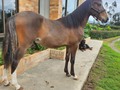 MACHO🌞 10 MESES HIJO DE KAIN ❌ TALIBAN DE SAN PABLO . . 🚚FACILITAMOS TRANSPORTE 🚚 ✅EL PORTAL DE LOS MEJORES✅ . 📞 INFOWHATSAPP 3185400961📱 . #troteygalopecombiano #colombiano #horses #caballo #cavalo #pasofinocolombiano #virales #pasofinohorse #pasofino #trochapura #troteygalope #trachaygalope #fedequinas #colombia #competencia #horseshow #horsesofistagram #colombiaequina #caballo_criollo_colombiano #calicolombia #caballosantioquia #caballoscundinamarca #cabalgatascolombia #cabalga