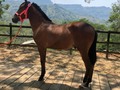 VENDO POTRO DE 12 MESES DE EDAD HIJO BENDECIDO DE LA CAPRICHOSA ❌ HERMANO SOL DE VILLA MILENA ❌ DUELO YEGUA DE MULTIPLES PARTICIPACIONES EN PISTA  INFORMES 3187953287 . #troteygalopecombiano #colombiano #horses #caballo #cavalo #pasofinocolombiano #virales #pasofinohorse #pasofino #trochapura #troteygalope #trachaygalope #fedequinas #colombia #competencia #horseshow #horsesofistagram #colombiaequina #caballo_criollo_colombiano #calicolombia #caballosantioquia #caballoscundinamarca #cabalgatascolombia #cabalga