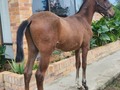 VENDO HIJO DE INQUIETO DE LAS GUACAS ❌ CONSUL DE GRAN DINASTIA . . 🚚FACILITAMOS TRANSPORTE 🚚 ✅EL PORTAL DE LOS MEJORES✅ . 📞 INFOWHATSAPP 3185400961📱 . #troteygalopecombiano #colombiano #horses #caballo #cavalo #pasofinocolombiano #virales #pasofinohorse #pasofino #trochapura #troteygalope #trachaygalope #fedequinas #colombia #competencia #horseshow #horsesofistagram #colombiaequina #caballo_criollo_colombiano #calicolombia #caballosantioquia #caballoscundinamarca #cabalgatascolombia #cabalga