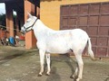 El Macho que estabas esperando para ir a puebliar!!!! . se vende . #troteygalopecombiano #colombiano #horses #caballo #cavalo #pasofinocolombiano #virales #pasofinohorse #pasofino #trochapura #troteygalope #trachaygalope #fedequinas #colombia #competencia #horseshow #horsesofistagram #colombiaequina #caballo_criollo_colombiano #calicolombia #caballosantioquia #caballoscundinamarca #cabalgatascolombia #cabalga