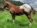POTRO APPALOSA DE 5 MESES DE EDAD UN LUJO DE POTRO PARA QUE SE HAGA A UN FUTURO REPRODUCTOR . #troteygalopecombiano #colombiano #horses #caballo #cavalo #pasofinocolombiano #virales #pasofinohorse #pasofino #trochapura #troteygalope #trachaygalope #fedequinas #colombia #competencia #horseshow #horsesofistagram #colombiaequina #caballo_criollo_colombiano #calicolombia #caballosantioquia #caballoscundinamarca #cabalgatascolombia #cabalga