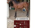 🔥ELISA🔥  💥Potrancota de 5 Meses💥  🤩6 cm por encima de su alzada🤩  🧬Hija de Magnífico de Villa Andrea X Elegido de la Virginia X Hermano Sol de VM🧬  🏆Potrancota para soñar en la Pista y Cría🏆  🙏🏾Sin Problemas y sin Cojeras🙏🏾  ⚡️Su Madre es Hermana Materna de Navideña de Lora, Campeona Joven de la Copa America del Año 2021 en Trocha y Galope, y que actualmente sigue su carrera competitiva en los primeros lugares⚡️  🧲Cuenta con su reporte de monta y traspaso🧲  📲Negocio Directo 3226505736