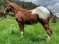 POTRO APPALOSA DE 5 MESES DE EDAD UN LUJO DE POTRO PARA QUE SE HAGA A UN FUTURO REPRODUCTOR . #troteygalopecombiano #colombiano #horses #caballo #cavalo #pasofinocolombiano #virales #pasofinohorse #pasofino #trochapura #troteygalope #trachaygalope #fedequinas #colombia #competencia #horseshow #horsesofistagram #colombiaequina #caballo_criollo_colombiano #calicolombia #caballosantioquia #caballoscundinamarca #cabalgatascolombia #cabalga