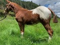 APPALOSA MACHO DE 5 MESES DE EDAD HIJO DEL CABALLO MARIACHI APPALOSA IMPORTADO, LISTO PARA SER ENVIADO A UNA PERSONA DE GRAN GUSTO QUE DESEE QUEDARSE CON ESTE FUTURO REPRODUCTOR 🚚🚚🚚