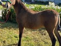 DISPONIBLE HERMOSO POTRO DE 6 MESES RECIÉN DESTETO HIJO DE KAIN DE MI CAPRICHO ❌ FARAON DE GRAN DINASTIA ❌ TIMONEL  . INFORMES 3143764725 . #troteygalopecombiano #colombiano #horses #caballo #cavalo #pasofinocolombiano #virales #pasofinohorse #pasofino #trochapura #troteygalope #trachaygalope #fedequinas #colombia #competencia #horseshow #horsesofistagram #colombiaequina #caballo_criollo_colombiano #calicolombia #caballosantioquia #caballoscundinamarca #cabalgatascolombia #cabalga