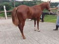 POTRO PURO CUARTO DE MILLA 3 AÑOS DE EDAD . SIN REGISTRO . #troteygalopecombiano #colombiano #horses #caballo #cavalo #pasofinocolombiano #virales #pasofinohorse #pasofino #trochapura #troteygalope #trachaygalope #fedequinas #colombia #competencia #horseshow #horsesofistagram #colombiaequina #caballo_criollo_colombiano #calicolombia #caballosantioquia #caballoscundinamarca #cabalgatascolombia #cabalga
