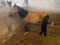 Se vende Yegua de cria de nombre POLICARPA (ONIX FC ❌ PEREGRINO ( JUBILOSO) 12 AÑOS  . 🌟SE ENTREGA CON UN SALTO DE AARON DEL JAZMIN FC DE 15 MESES DE VIGENCIA INFORMES +57 319 5141190