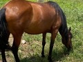 Yegua hija de Cacique de la leyenda ❌ Aaron fc esta preñada de Tifon de santa isabel 9 meses  . Lo unico es que no dio la Alzada  . +57 319 5141190