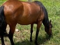 Yegua hija de Cacique de la leyenda ❌ Aaron fc esta preñada de Tifon de santa isabel 9 meses  . Lo unico es que no dio la Alzada  . +57 319 5141190
