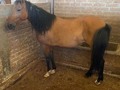 Se vende Yegua de cria de nombre POLICARPA (ONIX FC ❌ PEREGRINO ( JUBILOSO) 12 AÑOS  . 🌟SE ENTREGA CON UN SALTO DE AARON DEL JAZMIN FC DE 15 MESES DE VIGENCIA INFORMES +57 319 5141190