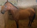 YEGUA DE 7 AÑOS DE EDAD HIJA DE (HERMANO SOL DE VILLA MILENA ❌ TAYRONA DEL PASO) . 7 AÑOS DE EDAD . INFORMES +57 319 5141190