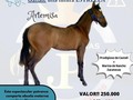 ⭐️GANATE UNA ESTRELLA⭐️ Abrimos la primera rifa del año con una espectacular potranca diseñada para ser sobresaliente. Padre: El gran Prodigioso Del Castell de Las Flores  Madre: Marina de Rancho Zacatecas. 🟢La abuela materna de esta potranca es la misma de La Múltiple Campeona Estrella de Zacatecas🟢 Juégale a la suerte Para mayor información y videos: 3214951681