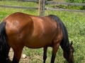 Yegua hija de Cacique de la leyenda ❌ Aaron fc esta preñada de Tifon de santa isabel 9 meses  . Lo unico es que no dio la Alzada  . +57 319 5141190