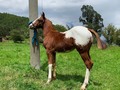 VENDO POTRO APPALOSA DE 5 MESES DE EDAD. EL MAS HERMOSO DE TODOS PARA QUE SE HAGA A UNA PINTURA COMO ESTA DE EXCELENTE CONFORMACIÓN CORPORAL . #troteygalopecombiano #colombiano #horses #caballo #cavalo #pasofinocolombiano #virales #pasofinohorse #pasofino #trochapura #troteygalope #trachaygalope #fedequinas #colombia #competencia #horseshow #horsesofistagram #colombiaequina #caballo_criollo_colombiano #calicolombia #caballosantioquia #caballoscundinamarca #cabalgatascolombia #cabalga