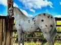Macho APPALOSA Entero para que preñe lo que desee sacar exotico!!! Lo Mejor de Todo es Su precio.. No Hay uno igual en Colombia