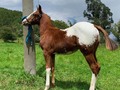 VENDO POTRO APPALOSA DE 5 MESES DE EDAD. EL MAS HERMOSO DE TODOS PARA QUE SE HAGA A UNA PINTURA COMO ESTA DE EXCELENTE CONFORMACIÓN CORPORAL . #troteygalopecombiano #colombiano #horses #caballo #cavalo #pasofinocolombiano #virales #pasofinohorse #pasofino #trochapura #troteygalope #trachaygalope #fedequinas #colombia #competencia #horseshow #horsesofistagram #colombiaequina #caballo_criollo_colombiano #calicolombia #caballosantioquia #caballoscundinamarca #cabalgatascolombia #cabalga