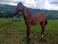 Vendo potro hijo de Redentor de san pedro (Hermano Sol de villa Milena) ❌Prodigio de maria Rosa ❌ Mensaje de San Esteban  Informes Gabriel Ortiz 3212359301