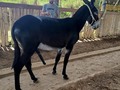 Vendo al "TINO" Exelente Reproductor Yeguero Garantizado. Mantiene Listo!