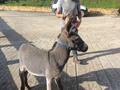 MINIDONKEY DISPONIBLE!!!