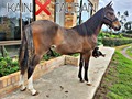 Macho Kain x taliban de San Pablo 12 Meses Vendo Vendo