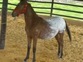 Se Vende Potro Appalosa ❌ Lusitano 14 Meses de Edad ubicado en Envigado Antioquia. información 3222024614 . #troteygalopecombiano #colombiano #horses #caballo #cavalo #pasofinocolombiano #virales #pasofinohorse #pasofino #trochapura #troteygalope #trachaygalope #fedequinas #colombia #competencia #horseshow #horsesofistagram #colombiaequina #caballo_criollo_colombiano #calicolombia #caballosantioquia #caballoscundinamarca #cabalgatascolombia #cabalga