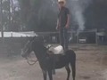 Vendo Macho Garantizado Noble Manzo, Ideal para las cabalgatas Ecologicas de @solomulas, 143 de Alzada informes @samirarboledal