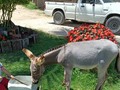 MINIDONKEY DISPONIBLE