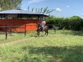 En venta hermosa yegua Ideal para cabalgata y reproducción, hermana completa de parrandero de Marandua. La más de silla, la monta cualquier persona Pedido 18 millones Número de contacto. Wasapt 3165768361