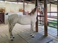 vendo hermosa Hija del Gran Campeon Mundial ATRACTIVO DE LA PIRAMIDE FC ❌ Romance de lusitania . 8 años de edad ✅Preñada con 8 meses de Épico de Yerbabuena . 3016831007