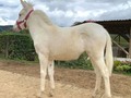 La mas Clasuda de todas Muleta de 5 meses hija de Cosmos . vendo vendo
