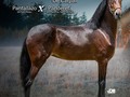 LLEGO LA OPORTUNIDAD DE TENER UNA EXCELENTE RAZA Y LO MEJOR PREÑADA DE ELEGIDO. POTRANCA DE 47 MESES DE EDAD . #troteygalopecombiano #colombiano #horses #caballo #cavalo #pasofinocolombiano #virales #pasofinohorse #pasofino #trochapura #troteygalope #trachaygalope #fedequinas #colombia #competencia #horseshow #horsesofistagram #colombiaequina #caballo_criollo_colombiano #calicolombia #caballosantioquia #caballoscundinamarca #cabalgatascolombia #cabalga