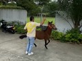 Hija de Magnífico de Villa Andrea ❌ mamá doble tango de la perla . 8 meses de edad se entrega con reporte de monta . 3004209602 informes