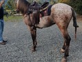 Caballo Reproductor Appalosa 6 años . #troteygalopecombiano #colombiano #horses #caballo #cavalo #pasofinocolombiano #virales #pasofinohorse #pasofino #trochapura #troteygalope #trachaygalope #fedequinas #colombia #competencia #horseshow #horsesofistagram #colombiaequina #caballo_criollo_colombiano #calicolombia #caballosantioquia #caballoscundinamarca #cabalgatascolombia #cabalga