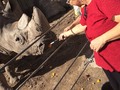 Mi mama alimentando un rinoceronte