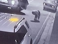 Una perra se robó a Toston ayer en Alto Prado a las 9:45 PM! Ayudemos a rescatarlo! CUALQUIER info al 4142621355