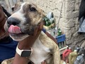 🐶🐕🐶🐕🐶🐕