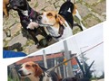 La vida pinta diferente con un perro.🥺💓