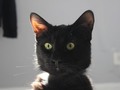 Hoy mi sobrinito gatuno tuvo su última inyección y ya debería estar libre del virus que tuvo. Te amo mucho Matías.
