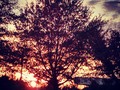 #sunset #photografy #photografers #Autumn #tree #color #love