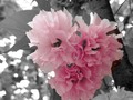 #heart #flowers #love #pink #gorgeous #good #igers #instagramers #instalike #blackandwhite #picoftheday #hashtag #tagsforlikes #tag #photographylovers