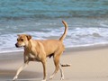 #happy #dog #beach #photo