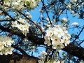 Cherry blossom #washingtondc #cherryblossom #spring #vibes #beauty #nature #flowers #tree #cute #instamood #photooftheday #picoftheday #instagood #photography