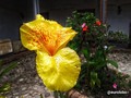 #Abr09 #Mérida #Venezuela #Flor #MuseodeArteColonial #Jardin #eurolobo
