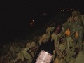 🍷🍇