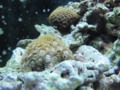 Photo: corals in salt water marine aquarium
